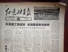 新华社：1959年太康农民抓住夏种时节栽插水稻